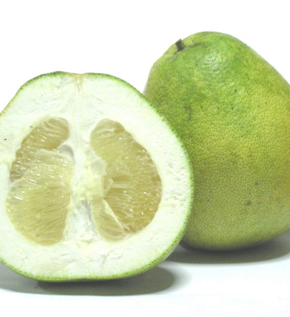 Citrus_grandis_-_Honey_White Citrus_grandis_-_Honey_White